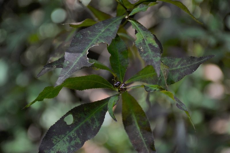 Stillingia acutifolia, photographed by Neptalí Ramírez Marcial
