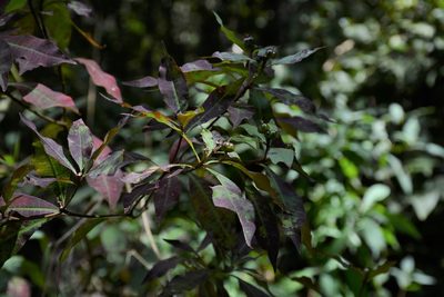 Stillingia acutifolia, photographed by Neptalí Ramírez Marcial