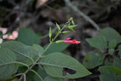Salvia karwinskii, photographed by Neptalí Ramírez Marcial