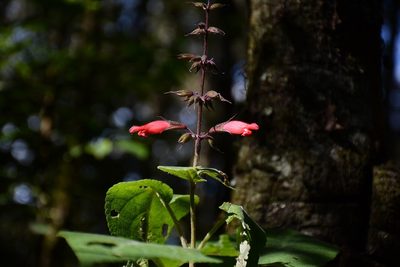 Salvia karwinskii, photographed by Neptalí Ramírez Marcial
