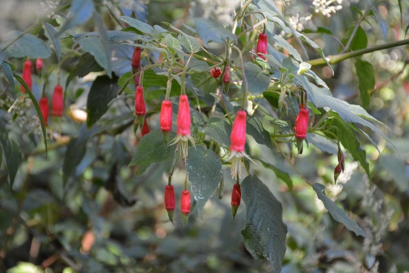 Fuchsia splendens, photographed by Neptalí Ramírez Marcial