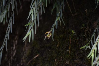 Isochilus aurantiacus, photographed by Neptalí Ramírez Marcial