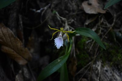 Rhynchostele stellata, photographed by Neptalí Ramírez Marcial