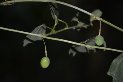 Passiflora pavonis, photographed by Neptalí Ramírez Marcial