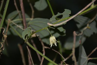 Passiflora pavonis, photographed by Neptalí Ramírez Marcial