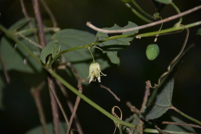 Passiflora pavonis, photographed by Neptalí Ramírez Marcial