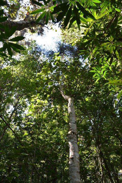Abies guatemalensis, photographed by Neptalí Ramírez Marcial