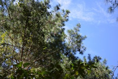 Pinus ayacahuite, photographed by Neptalí Ramírez Marcial