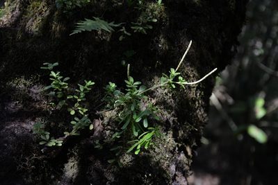 Peperomia leptophylla, photographed by Neptalí Ramírez Marcial