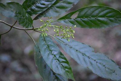 Deppea grandiflora, photographed by Neptalí Ramírez Marcial