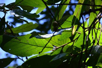 Styrax magnus, photographed by Neptalí Ramírez Marcial