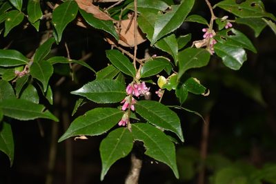 Symplocos breedlovei, photographed by Neptalí Ramírez Marcial
