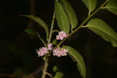 Symplocos breedlovei, photographed by Neptalí Ramírez Marcial