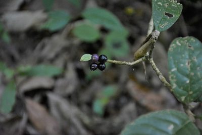Daphnopsis malacophylla, photographed by Neptalí Ramírez Marcial