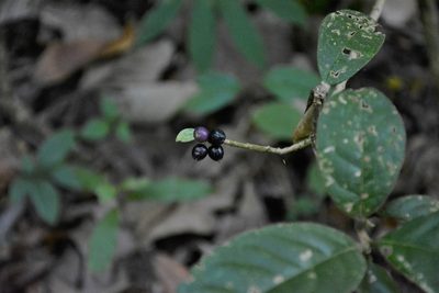 Daphnopsis malacophylla, photographed by Neptalí Ramírez Marcial