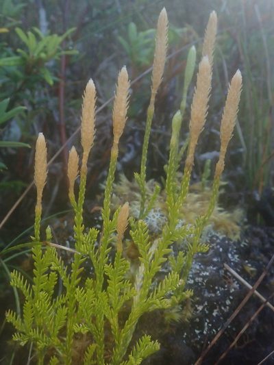 Diphasium gayanum, photographed by Nolan Exe