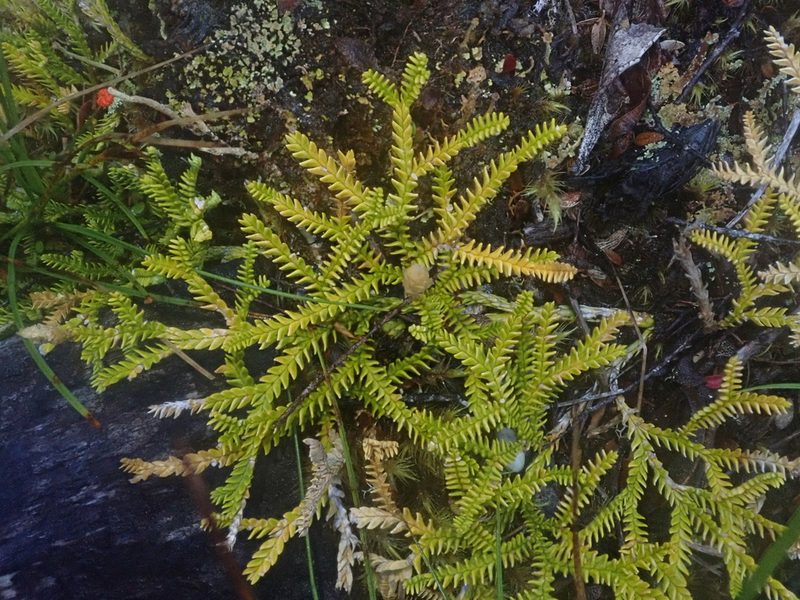 Diphasium gayanum, photographed by Nolan Exe