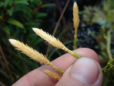 Diphasium gayanum, photographed by Nolan Exe