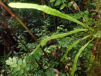 Notogrammitis angustifolia, photographed by Nolan Exe