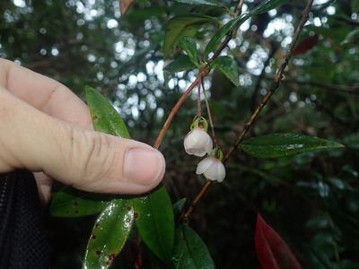 Ugni molinae, photographed by Nolan Exe