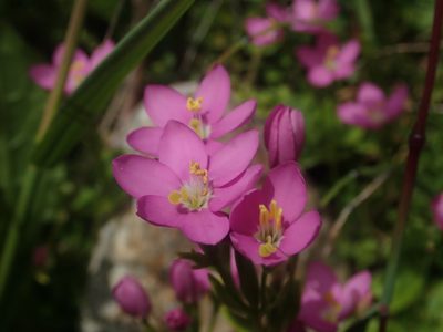 Centaurium cachanlahuen, photographed by Nolan Exe