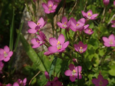 Centaurium cachanlahuen, photographed by Nolan Exe