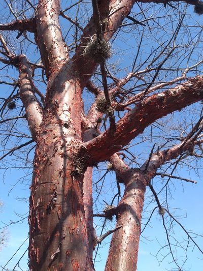 Bursera morelensis, photographed by Alberto Wong