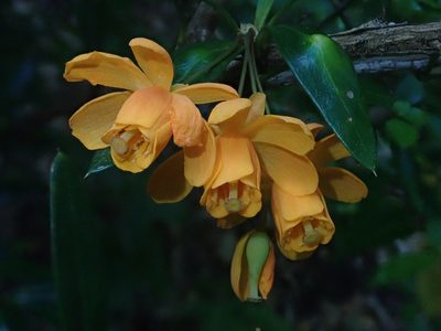 Berberis trigona, photographed by Nolan Exe