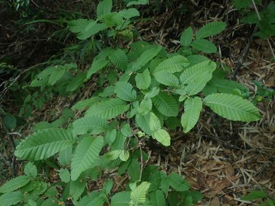 Nothofagus alpina, photographed by Nolan Exe