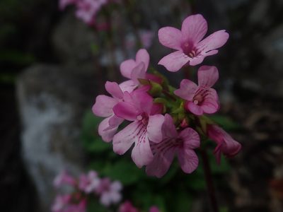 Ourisia alpina, photographed by Nolan Exe