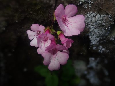 Ourisia alpina, photographed by Nolan Exe