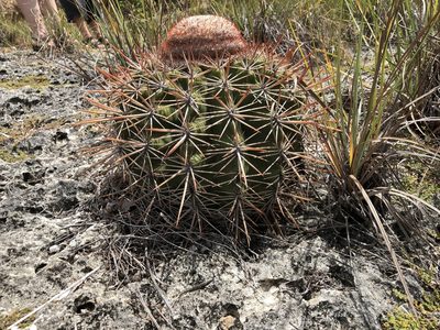 Melocactus macracanthos, photographed by Keith Seifert