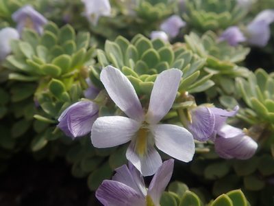 Viola cotyledon, photographed by Nolan Exe
