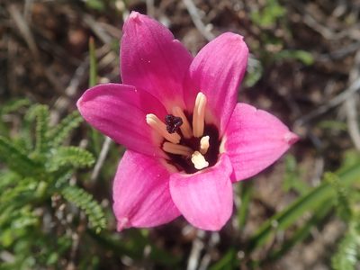 Rhodolirium andicola, photographed by Nolan Exe
