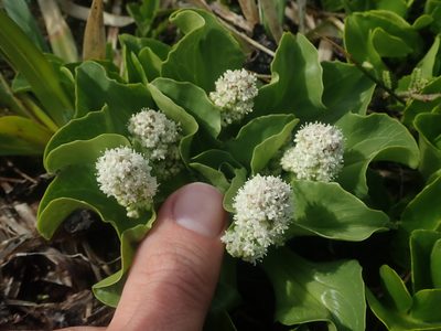 Valeriana macrorhiza, photographed by Nolan Exe