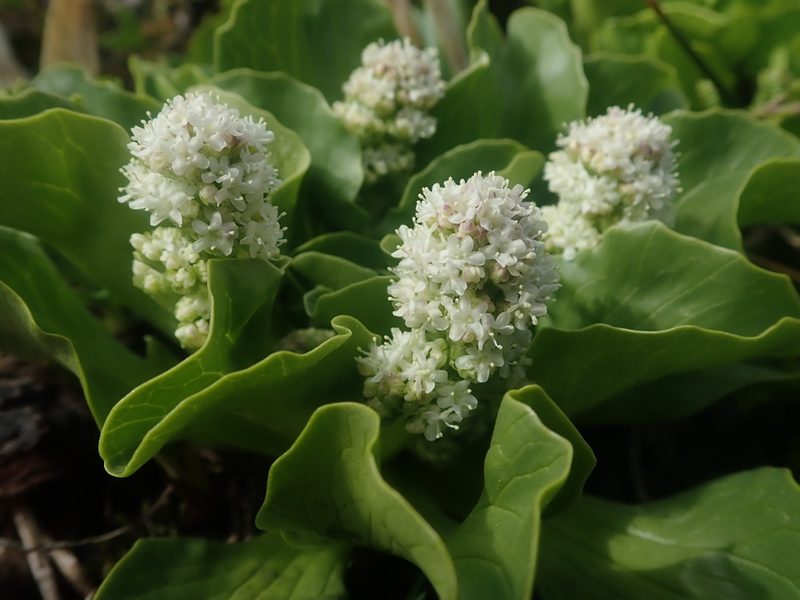 Valeriana macrorhiza, photographed by Nolan Exe