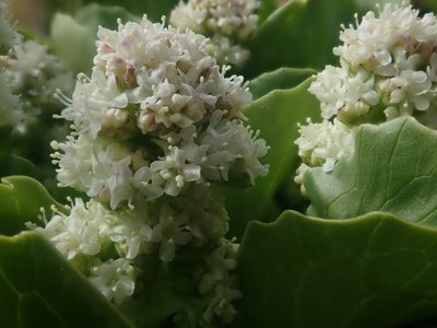 Valeriana macrorhiza, photographed by Nolan Exe
