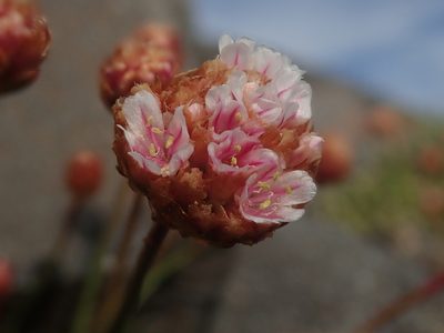Armeria curvifolia, photographed by Nolan Exe