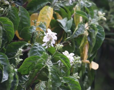 Justicia adhatodoides, photographed by Tony Rebelo