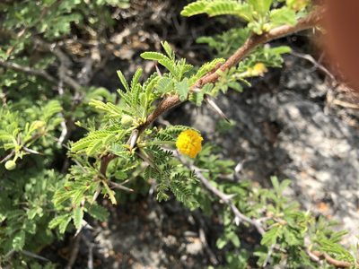 Vachellia tortuosa, photographed by Keith Seifert