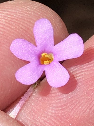 Chaenostoma tenuicaule, photographed by Dave U