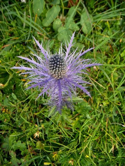Eryngium alpinum, photographed by Karsten Rohweder