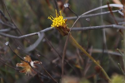 Heterolepis peduncularis, photographed by Tony Rebelo