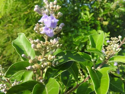 Vitex trifolia, photographed by Juan Cruzado Cortés
