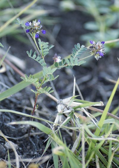 Dalea foliolosa, photographed by Carlos Martorell