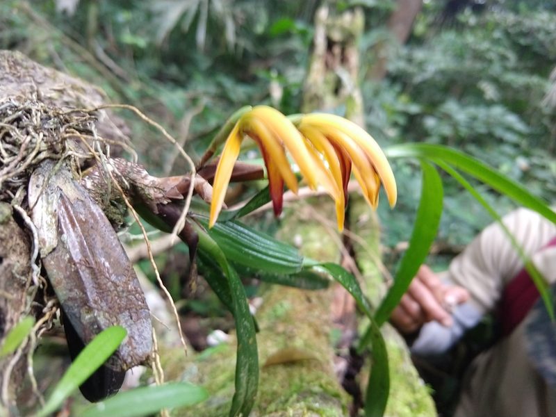 Maxillaria aciantha, photographed by Francisco Emilio Roldán Velasco