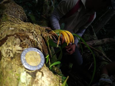 Maxillaria aciantha, photographed by Francisco Emilio Roldán Velasco