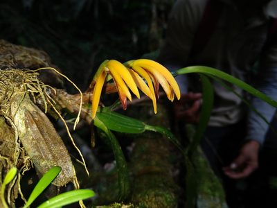 Maxillaria aciantha, photographed by Francisco Emilio Roldán Velasco