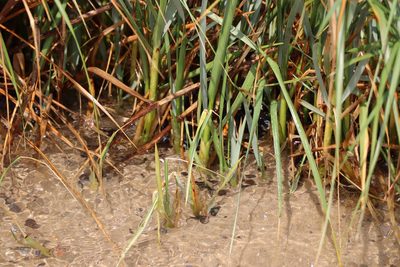 Sporobolus montevidensis, photographed by Florencia Grattarola