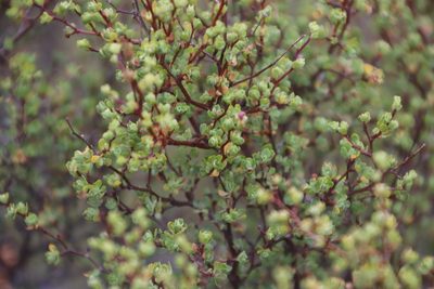 Cliffortia obovata, photographed by Tony Rebelo
